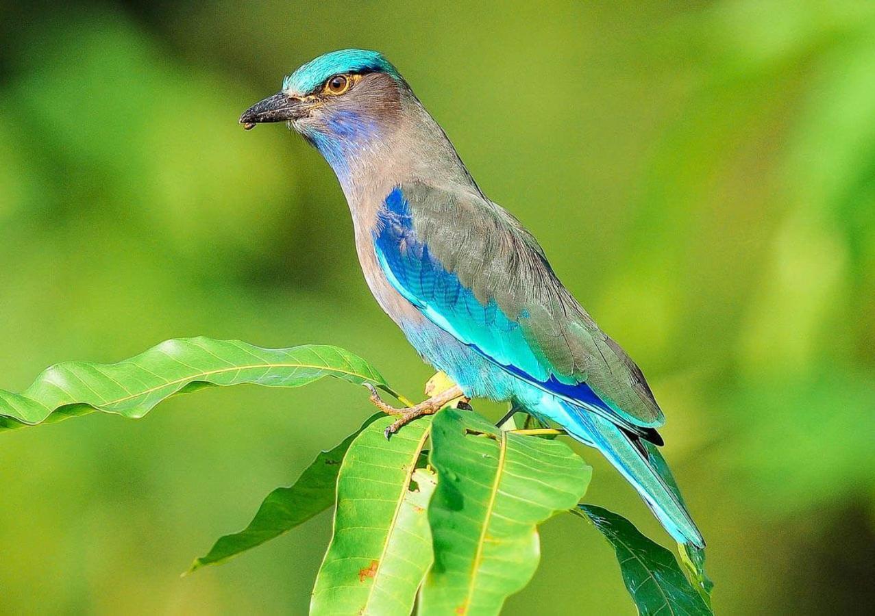 Samui Blue Bird Bed & Breakfast Mae Nam Luaran gambar